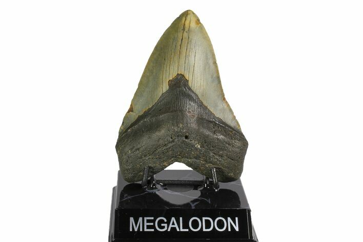 Fossil Megalodon Tooth - North Carolina #164882